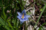 Prairie pleatleaf